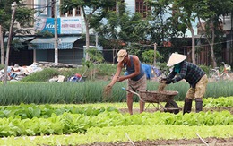 Trồng rau giữa phố gây ô nhiễm