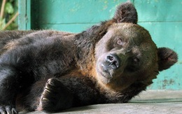 Chú gấu nâu sống lâu nhất thế giới chết ở tuổi 35