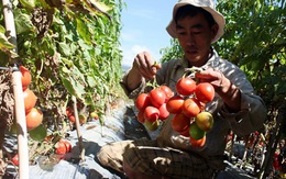 Co.op Mart thu mua cà chua cho nông dân