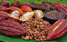 ​Flavanols trong cacao giúp cải thiện trí nhớ