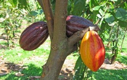 ​Cacao được mùa, giá tăng 30% so với cùng kỳ năm ngoái