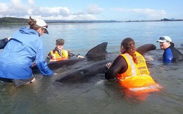 Cá voi mắc cạn hàng loạt, 36 con chết