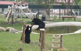 ​Khánh thành khu cứu hộ gấu bán tự nhiên tại Việt Nam