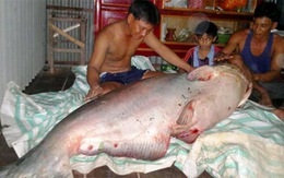 Dân Hồng Ngự bắt được cá tra dầu hơn 135kg