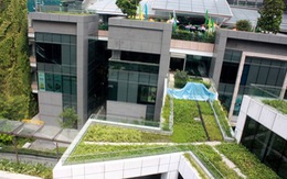 ​Học quản lý mảng xanh đô thị của Singapore
