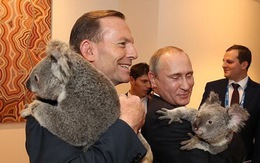 Tổng thống Nga, tổng thống Mỹ... thi nhau ẵm gấu koala