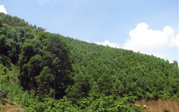 ​Đức hỗ trợ bảo vệ sinh thái rừng