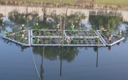 ​Lắp bè thủy sinh để cải thiện nước sông Tô Lịch