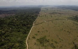 ​Rừng rậm Amazon bị tàn phá đến mức báo động