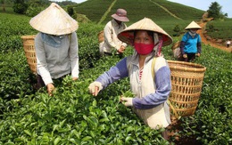 200 tấn trà được thông quan vào Đài Loan