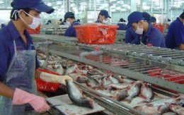 Áp chống bán phá giá cá da trơn VN là không công bằng