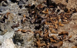 Peru điều tra sư tử biển chết la liệt một cách bí ẩn