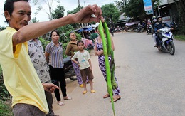 Rắn lục nhiều vì môi trường sống  bị thu hẹp