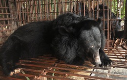 ​Ngày tàn của gấu Quảng Ninh