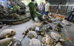 Đề nghị khởi tố đường dây sát hại rùa biển