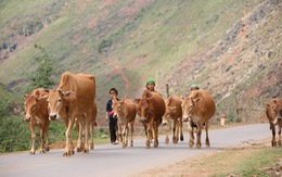 ​IFAD tài trợ cho Việt Nam 22 triệu USD để giảm nghèo