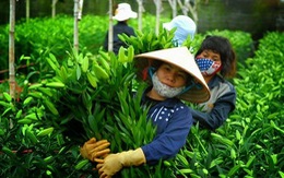 ​Lâm Đồng cung cấp cho thị trường Tết hơn 20 triệu cành lyly