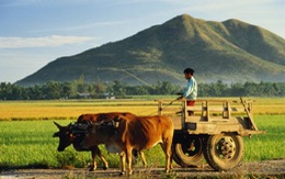 ​IFAD và ADB hỗ trợ phát triển nông thôn châu Á-Thái Bình Dương