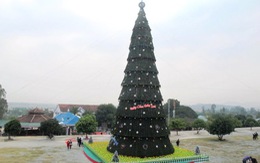 ​Cây thông Noel “khủng” ở Nghệ An cao 41m