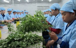 Rau quả Việt lầm lũi mang về đất nước 1,5 tỉ USD