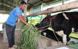 ​Đổ bỏ sữa vì nuôi bò tự phát