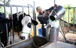 Đổ bỏ sữa do nuôi bò tự phát, không thể làm nông tù mù