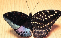 Phát hiện bướm cực hiếm hai "diện mạo", hai giới tính