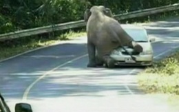 Video chú voi bất ngờ chặn ôtô, leo lên nóc xe... ngồi