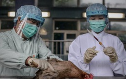 Hai người Trung Quốc chết vì cúm H7N9