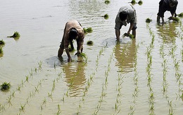 "Vựa lúa" Đông Nam Á sẽ suy kiệt vì biến đổi khí hậu
