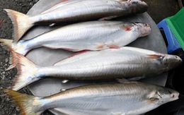 ​Cá bông lau đầu mùa có giá tới 300.000 đồng/kg