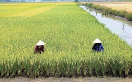 ​Hạt gạo xuất khẩu chịu 4 vòng xiềng xích