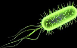 Vi khuẩn Listeria Monocytogenes
