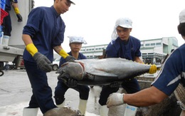 Đài NHK đến Bình Định làm chương trình cá ngừ sang Nhật