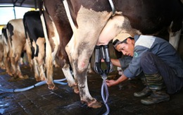 Nuôi bò không đảm bảo chất lượng sữa mới, bị trừ tiền