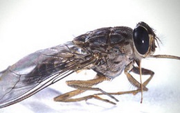 Điểm tin: Tranh luận quanh “cuộc chiến” con ruồi trong chai nước