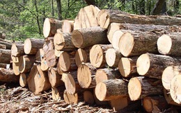 ​Cà Mau sẽ khai thác gần 6.000ha rừng trong năm 2015