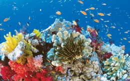 ​Rạn san hô Great Barrier có nguy cơ bị tàn phá