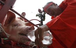 ​Lễ hội chém lợn: không cấm ngay được