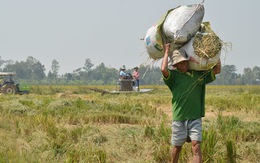 Dân bán lúa tươi cho thương lái ngay tại ruộng