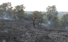 ​Cháy rụi hơn 30 ha cao su, điều ở Đắk Nông