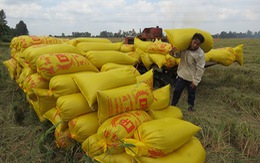 "Cò" lúa ăn chặn tiền bán lúa của nông dân