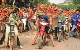 ​Chuẩn bị xuất khẩu trái vải sang Mỹ, Úc