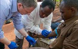 ​WHO sẽ thử nghiệm vaccine Ebola trên phạm vi rộng ở Guinea