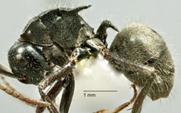 ​Phát hiện loài kiến lạ có nhiều gai lớn