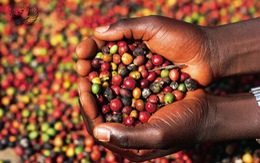 ​Cần tái canh hơn 100.000 ha cà phê
