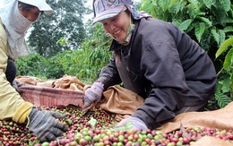 Người trồng cà phê Việt hái quả xanh nên chất lượng thấp