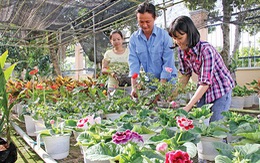 ​Hàn Quốc hỗ trợ Đồng Tháp sản xuất hoa kiểng