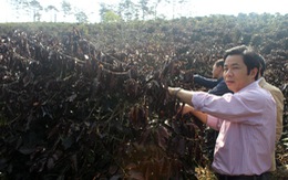 Sương muối làm hư hại 700 hecta cà phê tại Lâm Đồng