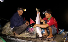 ​Săn cá bông lau trên sông Vàm Nao